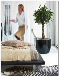 Фикус Бенедикта Али Фикус Бенедикта Али