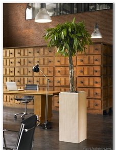 Фикус Амстел Кинг Фикус Амстел Кинг