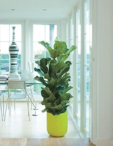 Фикус Лирата Фикус Лирата