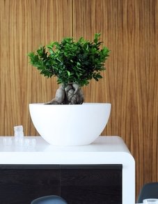 Фикус Микрокарпа Бонсай Фикус Микрокарпа Бонсай