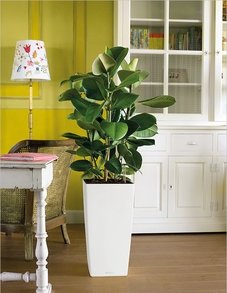 Фикус Эластика Робуста Фикус Эластика Робуста