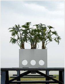 Филодендрон Филодендрон