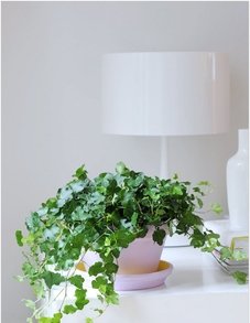 Хедера (Плющ) Хедера (Плющ)