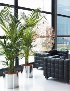 Пальма Ховея (Кентия) Пальма Ховея (Кентия)