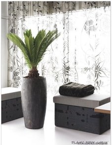 Цикас Цикас