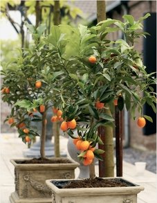 Цитрофортунела (цитрусовые растения) Цитрофортунела (цитрусовые растения)