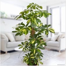 Шеффлера Шеффлера