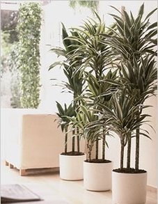 Драцена Варнески Драцена Варнески