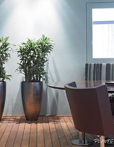 Драцена Вайт Джевел Драцена Вайт Джевел