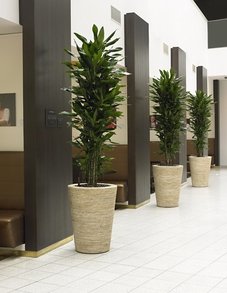 Драцена Чинто Драцена Чинто