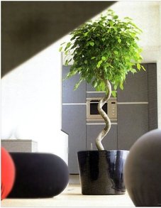 Фикусы Бенджамина на штамбе Фикусы Бенджамина на штамбе