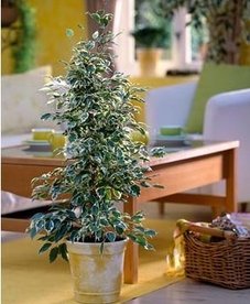 Фикусы Бенджамина Фикусы Бенджамина