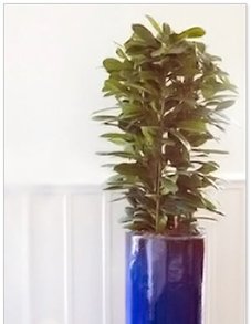 Фикус Циастипула Фикус Циастипула